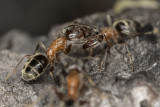 2/16/2018  Liometopum occidentale - Velvety Tree Ant