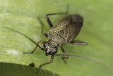 3/19/2018  Assasin Bug (Reduviidae)
