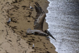 ex pelican flying over beach good bokeh _MG_9590.jpg