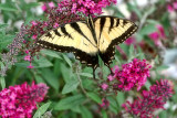 Yellow Swallow tail