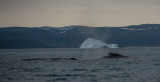 Whales & icebergs