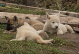 Pond Inlet, Nunavut - puppies