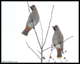 WAXWINGS, KINGLETS, LARKS