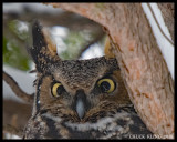 Great Horned Owl /Grand-Duc