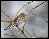FINCHES