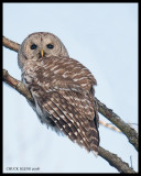 Barred Owl / Chouette rayée