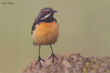 Drakensberg Rockjumper
