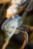African Darter