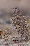 Red-crested Bustard