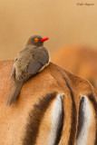 Red-billed Oxpecker