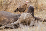 Hooded Vulture
