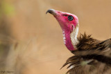 Hooded Vulture (Necrosyrtes monachus)