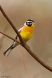 Golden-breasted Bunting