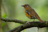 Orange Ground-Thrush