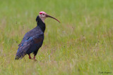 Southern Bald Ibis