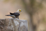 Dickinson's Kestrel (Falco dickinsoni)