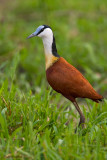 African Jacana