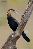 African Darter