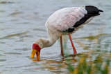 Yellow-billed Stork