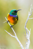 Orange-breasted Sunbird (Anthobaphes violacea)