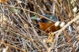 Rufous-breasted Warbling-finch 