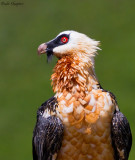 Bearded Vulture