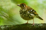 Spotted Ground-thrush