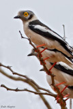 White-crested Helmetshrike (Prionops plumatus)