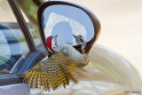 Bennett's Woodpecker vs Car mirror