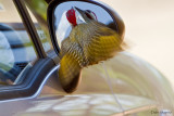 Bennett's Woodpecker vs Car mirror
