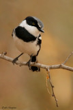Chinspot Batis
