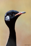 Southern Black Korhaan (Afrotis afra)