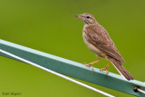 Mountain Pipit (Anthus hoeschi)