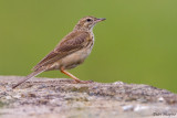 Mountain Pipit (Anthus hoeschi)