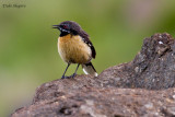 Drakensberg Rockjumper (Chaetops aurantius)
