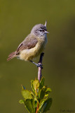 Cape Penduline-tit (Anthoscopus minutus)