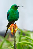Malachite Sunbird (Nectarinia famosa)