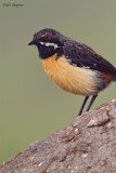 Drakensberg Rockjumper (Chaetops aurantius)