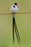 Pin-tailed Whydah (Vidua macroura)