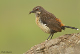 Drakensberg Rockjumper (Chaetops aurantius)