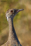 Southern Black Korhaan Female (Afrotis afra)