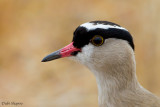 Crowned Lapwing (Vanellus coronatus)