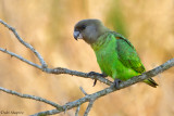 Brown-headed Parrot (Poicephalus cryptoxanthus)