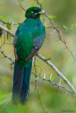 Narina Trogon