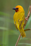 Southern Brown-throated Weaver (Ploceus xanthopterus)