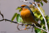 Cochabamba Mountain-Finch