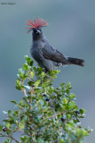 Red-crested Cotinga