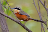 Olive-crowned Crescentchest
