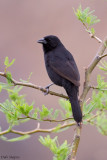 Bolivian Blackbird