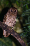 Rufescent Screech Owl